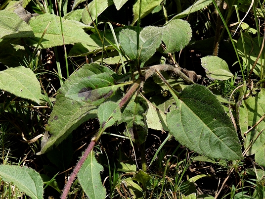 {Helianthus atrorubens}